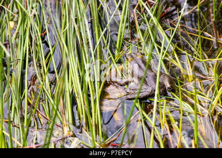 Rana nel lago vegitation Foto Stock