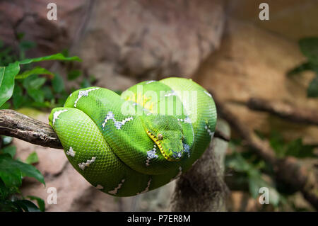 Green Tree python Morelia Viridis wrappedaround un ramo macro Foto Stock
