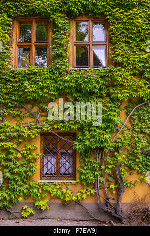 Augsburg, Baviera, Germania - 10 Settembre 2015: Edificio esterno sulla Herrengasse ricoperta con viti selvatiche nel quartiere di Fuggerei sociale area di alloggiamento. Foto Stock