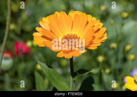 Primo piano della Calendula officinalis fiore, la calendula o tagete comune Foto Stock