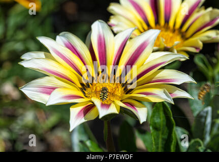 Hoverfly su Gazania rigens blossom Foto Stock