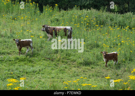 Old English longhorn il pascolo di bestiame al Knepp Wildland Station Wagon nel West Sussex, Regno Unito. Foto Stock