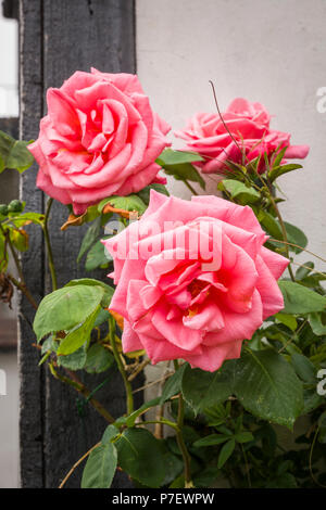 Rosa rampicante saltando la fioritura di salmone in un giardino inglese nel Maggio Foto Stock