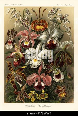 Orchideae: Odontoglossum naevium, Psychopsis krameriana, Cyrtochilum ramosissimum, Oncidium schroederianum, Cattleya ballantiniana, Cattleya mendelii, Phragmipedium sedenii, Cattleya warscewiczii, Paphiopedilum insigne, Odontoglossum wattianum, Cattleya labiata, Encyclia cordigera, Paphiopedilum argus, Paphinia rugosa, Promenaea xanthina e Oncidium loxense. Chromolithograph da Adolf Glitsch da una illustrazione da Ernst Haeckel da forme d'Arte nella Natura, Kunstformen der Natur, Liepzig, Germania, 1904. Foto Stock