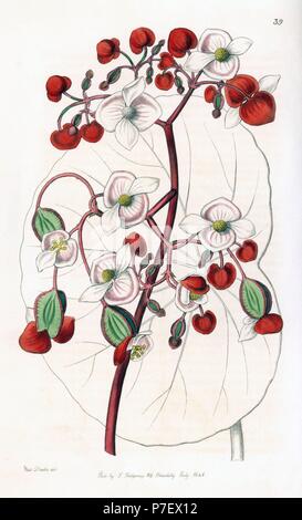 Il bianco e il rosso scarlatto begonia, Begonia albococcinea. Handcolored incisione su rame da George Barclay dopo una illustrazione da Miss Sarah Drake da Edwards del registro di botanica, edito da John Lindley, Londra, Ridgeway, 1846. Foto Stock