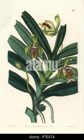 Crested vanda orchidea, Vanda cristata. Handcolored incisione su rame da George Barclay dopo una illustrazione da Miss Sarah Drake da Edwards del registro di botanica, edito da John Lindley, Londra, Ridgeway, 1842. Foto Stock