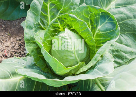 Un cavolo maturo Hispi pronto per il prelievo Foto Stock