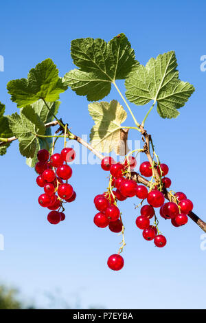 Mature ribes rosso Rovada pronto peril cucina NEL REGNO UNITO Foto Stock
