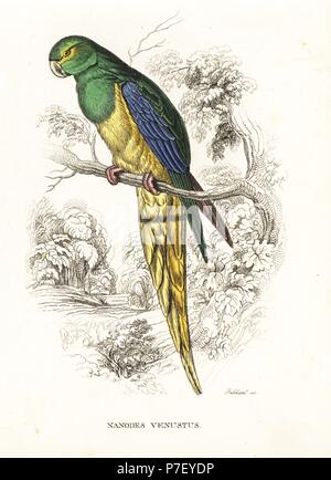 Blu-winged parrot, Neophema chrysostoma (blu fronteggiata parrocchetto, Nanodes venustus). Litografia Handcolored da Gebhart dopo una illustrazione di Edward Lear da Georg Friedrich Treitschke's Galleria di Storia Naturale, Naturhistorischer Bildersaal des Thierreiches, Liepzig, 1842. Foto Stock