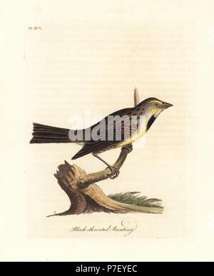 Dickcissel, Spiza americana (nero-throated bunting, Emberiza americana). Copperplate Handcolored disegnato e inciso da John Latham dal proprio una storia generale di uccelli, Winchester, 1822. Foto Stock