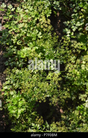 Sul terreno cresce letti di prezzemolo verde con semi. Foto Stock