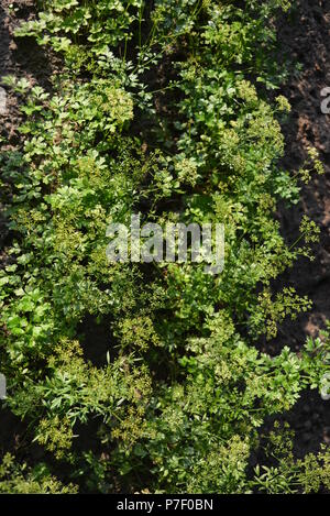 Sul terreno cresce letti di prezzemolo verde con semi. Foto Stock