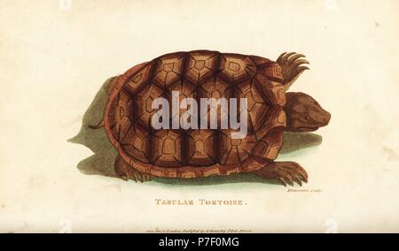 Giallo-footed tartaruga brasiliano o la tartaruga gigante, Chelonoidis denticulata (tabellare tartaruga, Testudo tabulata). Handcolored incisione su rame da Blakembre dopo una illustrazione di George Shaw dal suo General zoologia, anfibi, Londra, 1801. Foto Stock