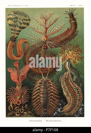 Chaetopoda anellidi o inanellato worms: Sabellastarte indica, Hydroides norvegicus, Sabella spallanzanii, Pista cretacea, Eunice magnifica, Hermione hystricella e Chloeia viridis. Chromolithograph da Adolf Glitsch da una illustrazione da Ernst Haeckel da forme d'Arte nella Natura, Kunstformen der Natur, Liepzig, Germania, 1904. Foto Stock