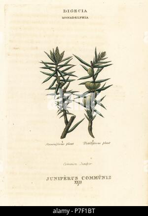 Il ginepro comune, Juniperus communis. Handcolored incisione su rame dopo una illustrazione di Richard Duppa dalla sua le classi e gli ordini del sistema Linnaean di botanica, Longman, Hurst, Londra, 1816. Foto Stock