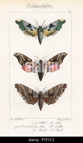 Lime, hawkmoth Mimas tiliae, eyed hawkmoth, Smerinthus ocellatus, e il pioppo hawkmoth, Laothoe populi. Handcolored incisione in acciaio dai fratelli Pauquet dopo una illustrazione da Alexis Nicolas Noel da Hippolyte Lucas Storia naturale della politica europea di farfalle, Histoire Naturelle des Lepidopteres d'Europa, 1864. Foto Stock