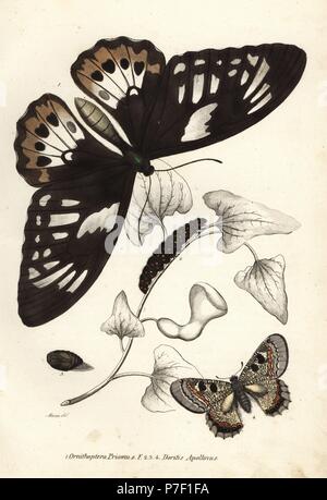 Verde comune, Papilionidae Ornithoptera priamus, butterfly, Caterpillar e la pupa e il falso apollo, Archon apollinus (Doritis apollinus). Litografia Handcolored da Georg Friedrich Treitschke's Galleria di Storia Naturale, Naturhistorischer Bildersaal des Thierreiches, Liepzig, 1842. Foto Stock