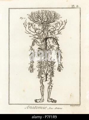 Sistema arterioso nel corpo umano. Incisione su rame di Robert Benard dopo una illustrazione di James Drake da Denis Diderot enciclopedia, pellet, Ginevra, 1779. Foto Stock