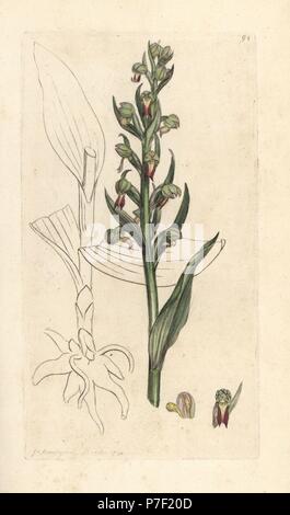 Rana, orchidea Dactylorhiza viridis (Rana satyrion o orchis, Satyrium viride). Handcolored incisione su rame dopo una illustrazione di James Sowerby da James Smith è inglese botanica, Londra, 1793. Foto Stock