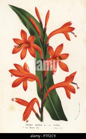 Bulbil bugle-lily, Watsonia meriana (Watsonia iridifolia). Capo di Buona Speranza, Sud Africa. Litografia Handcolored da Louis van Houtte e Charles Lemaire di fiori dei giardini e serre di Europa, Flore des Serres et des jardins de l'Europe, Gand, Belgio, 1856. Foto Stock