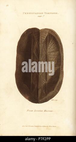 Guscio del fango orientale tartaruga, Kinosternon subrubrum (tartaruga Pensylvanian var., Testudo pensylvanica) dal Museo Leverian. Handcolored incisione su rame dalla collina dopo una illustrazione di George Shaw dal suo General zoologia, anfibi, Londra, 1801. Foto Stock