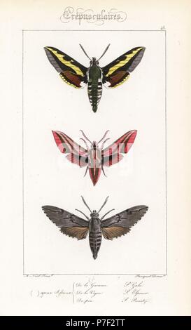 Bedstraw hawkmoth o galium sphinx, Hyles gallii, elefante, hawkmoth Deilephila elpenor, e pino hawkmoth Sphinx pinastri. Handcolored incisione in acciaio dai fratelli Pauquet dopo una illustrazione da Alexis Nicolas Noel da Hippolyte Lucas Storia naturale della politica europea di farfalle, Histoire Naturelle des Lepidopteres d'Europa, 1864. Foto Stock