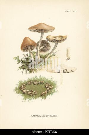 Scotch Bonnet o anello di fata fungo Marasmius oreades. Chromolithograph dopo una illustrazione botanica da William Hamilton Gibson dal suo libro il nostro Toadstools commestibili e di funghi, Harper, New York, 1895. Foto Stock