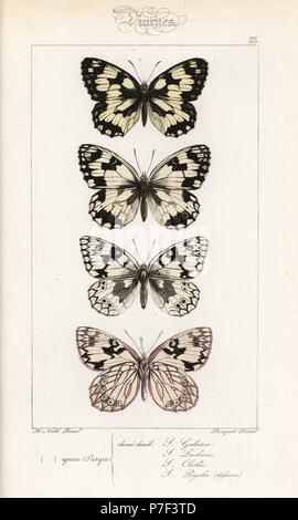 In marmo bianco, Melanargia galathea, Iberian in marmo bianco, Melanargia lachesis, Melanargia clotho e western in marmo bianco, Melanargia occitanica. Handcolored incisione in acciaio dai fratelli Pauquet dopo una illustrazione da Alexis Nicolas Noel da Hippolyte Lucas Storia naturale della politica europea di farfalle, Histoire Naturelle des Lepidopteres d'Europa, 1864. Foto Stock