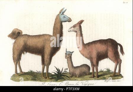 Llama, Lama glama, alpaca, Vicugna pacos e vicuna, Vicugna vicugna. Handcolored incisione su rame da Migliavacca da Giulio Ferrrario il costume antico e moderno di tutti i popoli (Il Costume Antico e Moderno di tutti i Popoli), Firenze, 1842. Foto Stock