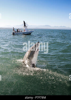 Il grande squalo bianco (Carcharodon carcharias) violazione sulla superficie dell'oceano con barca di osservatore dietro a Mossel Bay, Sud Africa Foto Stock