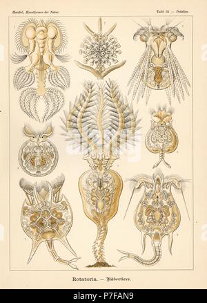 Rotatoria protozoi specie: Hexarthra mira 1, Lacinularia flosculosa 2, specie Polyarthra 3, Testudinella patina 4, Stephanoceros fimbriatus 5, Euchlanis dilatata 6, Platyias quadricornis 7, e Brachionus quadridentatus 8. Chromolithograph da Adolf Glitsch da una illustrazione da Ernst Haeckel da forme d'Arte nella Natura, Kunstformen der Natur, Liepzig, Germania, 1904. Foto Stock