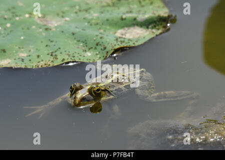 Rana d'acqua di Levant, Pelophylax bedriagae Foto Stock