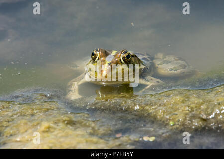 Rana d'acqua di Levant, Pelophylax bedriagae Foto Stock