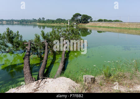 Gli alberi caduti giacente su un lago ricoperte di alghe. Pine; in Barragem Magos; Portogallo. Foto Stock