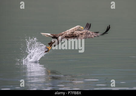 White Tailed Sea Eagle per la cattura di pesce Foto Stock