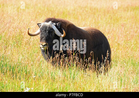 Musk ox nel campo Foto Stock