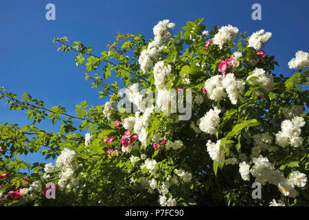 Boccole di colore rosa nel Giardino Botanico di Varsavia Foto Stock