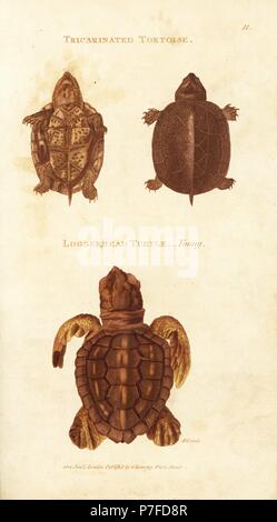 Scorpion fango tartaruga, Kinosternon scorpioides (Tricarinated tartaruga, Testudo tricarinata) e tartarughe marine, Caretta caretta, in via di estinzione. Handcolored incisione su rame dalla collina dopo una illustrazione di George Shaw dal suo General zoologia, anfibi, Londra, 1802. Foto Stock