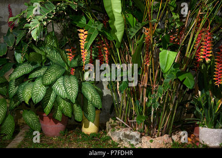 Assortimento di piante tropicali in esterno Foto Stock