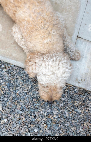 Albicocca Labradoodle sdraiato su un patio Foto Stock