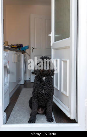 Bella black dog Labradoodle seduto alla porta di una casa Foto Stock