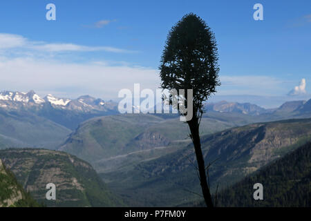 Silhouette beargrass, il Glacier National Park Foto Stock