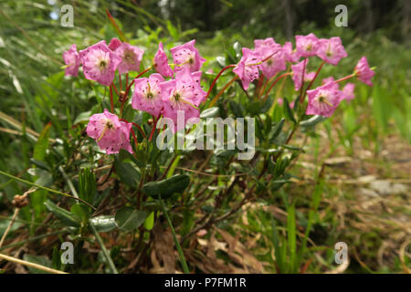 Mountain-alloro, il Glacier National Park Foto Stock