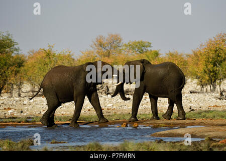 Due elefanti (Loxodonta africana) a waterhole combattimenti e riproduzione, il Parco Nazionale di Etosha, Namibia Foto Stock