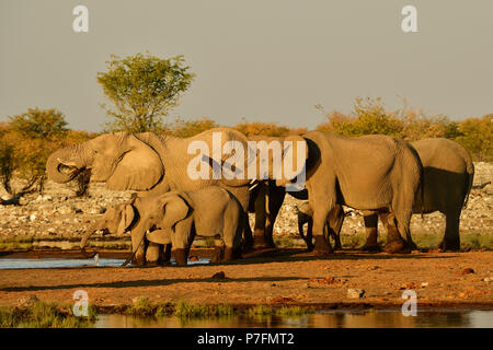 Allevamento di elefante africano (Loxodonta africana) a waterhole nel sole di sera, il Parco Nazionale di Etosha, Namibia Foto Stock