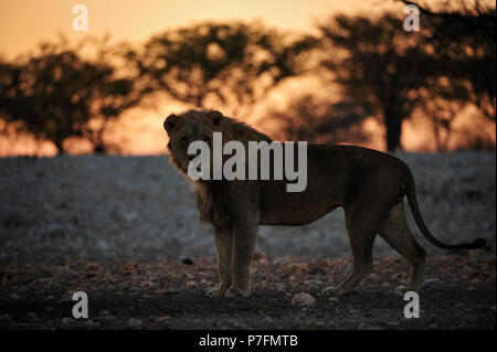 Leone maschio (Panthera leo) spicca ancora e guarda nella telecamera all'alba, e il Parco Nazionale di Etosha, Namibia Foto Stock