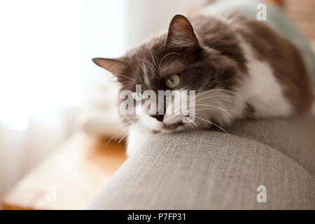 Gatto peloso a casa sul lettino. Il Pet. Spazio di copia Foto Stock