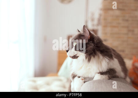 Gatto peloso a casa sul lettino. Il Pet. Spazio di copia Foto Stock