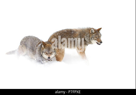 Due i coyote (Canis latrans) isolati contro uno sfondo bianco in piedi nella neve invernale in Canada Foto Stock