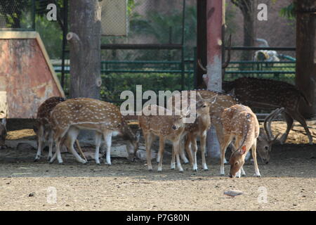 Il Deer Park a Jaipur Zoo Foto Stock